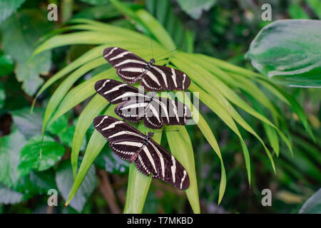 Tre Zebra longwing farfalle (Heliconius charithonia), con ante aperte, su una verde foglia di palma, con la giungla verde sullo sfondo della vegetazione Foto Stock