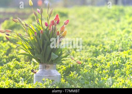 Un enorme bouquet di tulipani multicolori in un vecchio può in giardino al tramonto. la molla e il giardinaggio Foto Stock