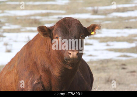Il bestiame zootecnia in Alberta, Canada è vivo e vegeto. Foto Stock
