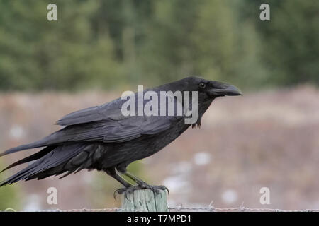 Il Comune Corvo imperiale Corvus corax è visto spesso nelle praterie di Alberta, Canada. Foto Stock