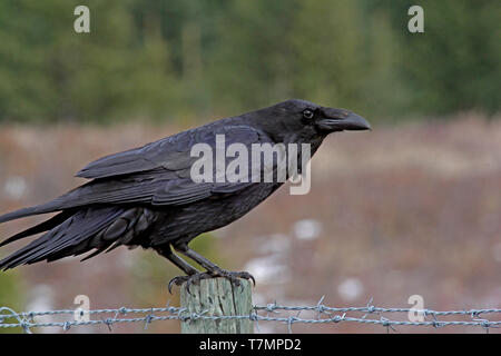 Il Comune Corvo imperiale Corvus corax è visto spesso nelle praterie di Alberta, Canada. Foto Stock