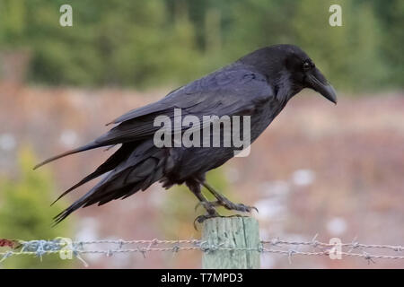 Il Comune Corvo imperiale Corvus corax è visto spesso nelle praterie di Alberta, Canada. Foto Stock