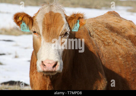 Il bestiame zootecnia in Alberta, Canada è vivo e vegeto. Foto Stock