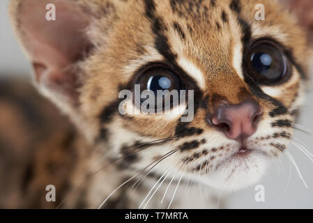 Ritratto di curioso gatto selvatico in studio di luce Foto Stock