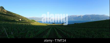 Switzerland, canton of Vaud, Lake Geneva, District Lavaux Oron, terraced vineyards, classified World Heritage by UNESCO, Rivaz Foto Stock