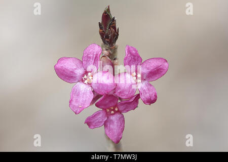 Daphne mezereum, comunemente noto come mezereum, mezereon, febbraio daphne, euforbia alloro o oliva euforbia Foto Stock