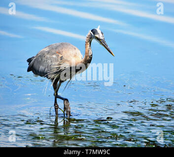 Airone blu wades in Puget Sound Foto Stock