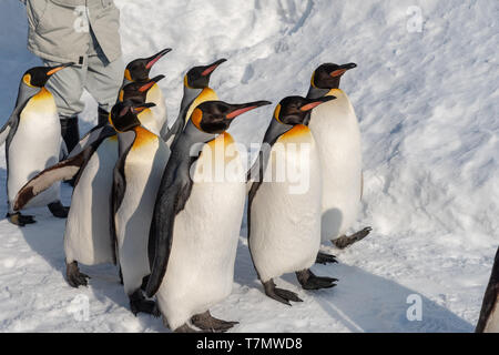 Città di Asahikawa,Hokkaido, Giappone. Feb 20, 2019 : a piedi Penguin Parade mostra sulla neve a Asahikawa Zoo in Hokkaido, Giappone in inverno. Foto Stock