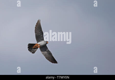 Falcon rosso (Falvertinco vesus) maschio adulto, volare sotto il cielo blu Foto Stock