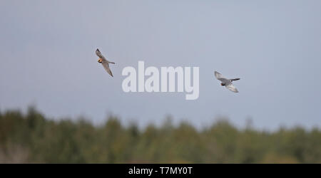 Coppia fuori Falco rosso-footed (Falco vesvernus) che cattura gli insetti in volo Foto Stock