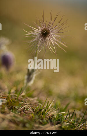 "Pasque Sementi di fiori di fine aprile piante Foto Stock