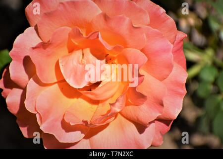 Tequila Sunrise Rose Foto Stock