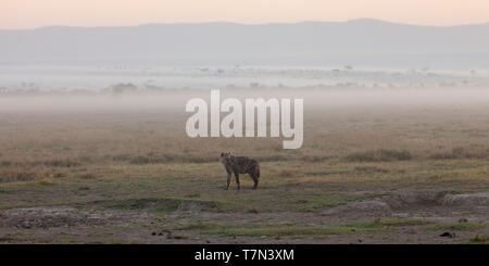 Raffreddare all'inizio. La luce del mattino al sorgere del sole, le colline e la iena nella nebbia, ampio paesaggio formato, Ol Pejeta Conservancy, Laikipia, Kenya, Africa Foto Stock