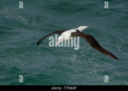 Diomedea sanfordi - Northern Royal Albatross volare al di sopra del mare in Nuova Zelanda vicino alla penisola di Otago, Isola del Sud. Foto Stock