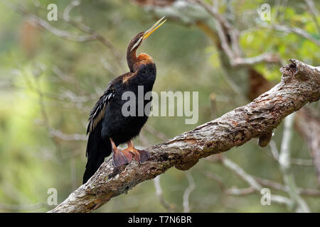 Anhinga australska - Anhinga novaehollandiae - Australasian Darter ali di essiccazione dopo le immersioni per i pesci Foto Stock