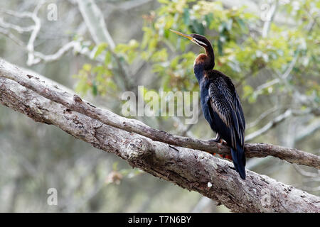 Anhinga australska - Anhinga novaehollandiae - Australasian Darter ali di essiccazione dopo le immersioni per i pesci Foto Stock