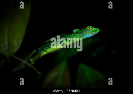 Basilisk verde - Basiliscus plumifrons chiamato anche il Basilisco verde, la doppia crested basilisco, o Gesù Cristo lizard, specie di lucertola in t Foto Stock