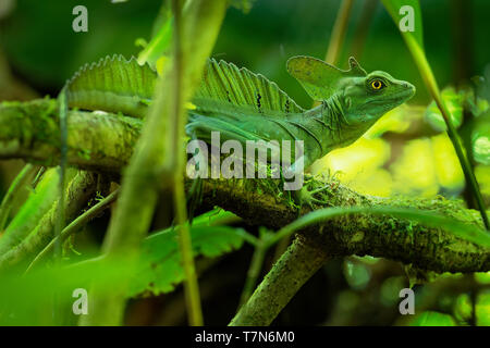 Basilisk verde - Basiliscus plumifrons chiamato anche il Basilisco verde, la doppia crested basilisco, o Gesù Cristo lizard, specie di lucertola in t Foto Stock