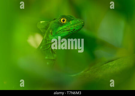 Basilisk verde - Basiliscus plumifrons chiamato anche il Basilisco verde, la doppia crested basilisco, o Gesù Cristo lizard, specie di lucertola in t Foto Stock