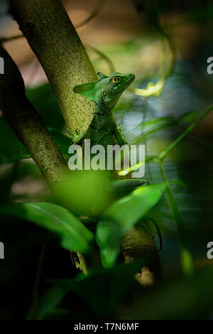 Basilisk verde - Basiliscus plumifrons chiamato anche il Basilisco verde, la doppia crested basilisco, o Gesù Cristo lizard, specie di lucertola in t Foto Stock