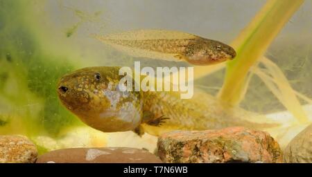 Rana comune - Spadefoot Pelobates fuscus girino sotto l'acqua Foto Stock