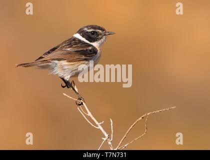 Isola Canarie Stonechat (Saxicola dacotiae), endemitic specie di Isole Canarie, seduto sul ramo nel bel sole e luce, isolato sfondi Foto Stock