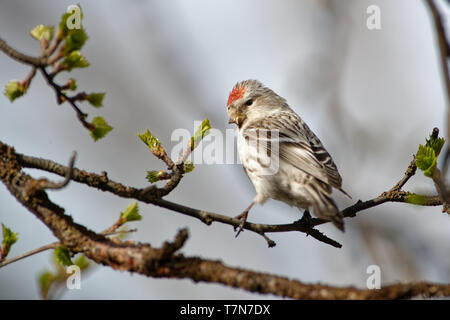 Arctic Redpoll - Acanthis hornemanni conosciuto in Nord America come l'annoso redpoll, è una specie di uccello in finch famiglia Fringillidae. Essa le razze in botte Foto Stock