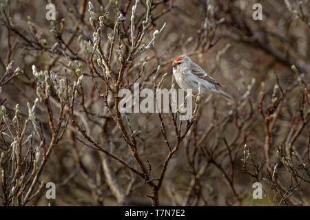 Arctic Redpoll - Acanthis hornemanni conosciuto in Nord America come l'annoso redpoll, è una specie di uccello in finch famiglia Fringillidae. Essa le razze in botte Foto Stock