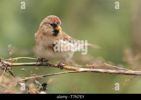 Acanthis flammea - Comune Redpoll - maschio sull'impianto a secco in autunno Foto Stock