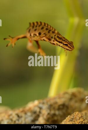 Newt liscia (Lissotriton vulgaris) nuotare in acqua Foto Stock