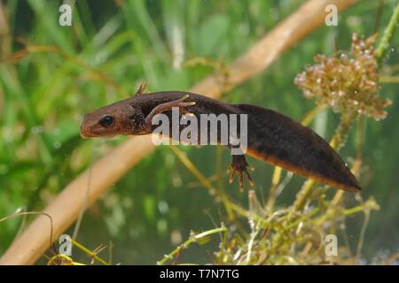 Grande Tritone crestato (Triturus cristatus) nuotare nell'acqua. Sfondo verde con piante d'acqua. Foto Stock