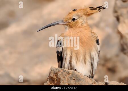 Eurasian Upupa - Upupa epops seduto sulla roccia Foto Stock