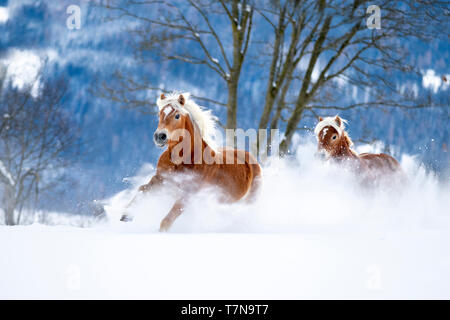 Cavalli di Razza Haflinger. Due cavalli al galoppo in neve farinosa in inverno. Austria Foto Stock