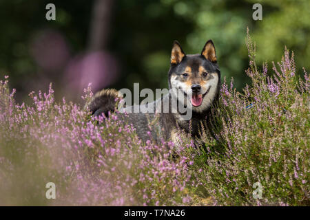 Shiba Inu. Cane adulto in piedi in fioritura heather. Paesi Bassi Foto Stock