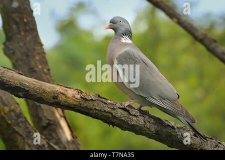 Wood-Pigeon comune - Columba palumbus seduta sul ramo Foto Stock