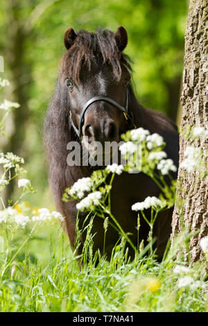 Pony Shetland. Pony nero in piedi in un prato. Paesi Bassi Foto Stock
