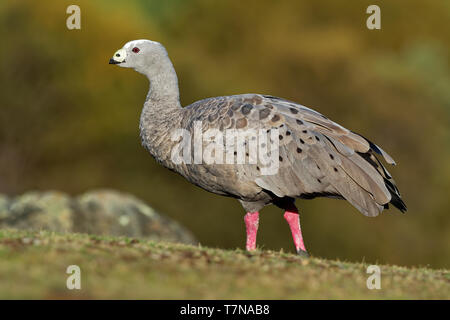 Cereopsis novaehollandiae - Cape sterile oca in Tasmania, specie endemiche Foto Stock