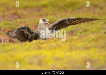 Jaeger parassita (Stercorarius parasiticus) catturati in volo. Grande Uccello marrone volare sopra il prato in Norvegia nei pressi di seacost con sfondo arancione. T Foto Stock