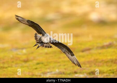 Jaeger parassita (Stercorarius parasiticus) catturati in volo. Grande Uccello marrone volare sopra il prato in Norvegia nei pressi di seacost con sfondo arancione. T Foto Stock