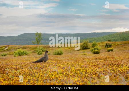 Jaeger parassita (Stercorarius parasiticus) catturati nella tundra. Grande Uccello marrone in prato in Norvegia nei pressi di seacost con sfondo arancione. Foto Stock