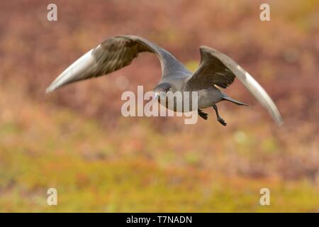 Jaeger parassita (Stercorarius parasiticus) catturati in volo. Grande Uccello marrone volare sopra il prato in Norvegia nei pressi di seacost con sfondo arancione. T Foto Stock