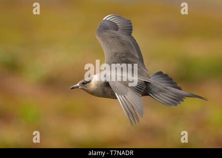 Jaeger parassita (Stercorarius parasiticus) catturati in volo. Grande Uccello marrone volare sopra il prato in Norvegia nei pressi di seacost con sfondo arancione. T Foto Stock