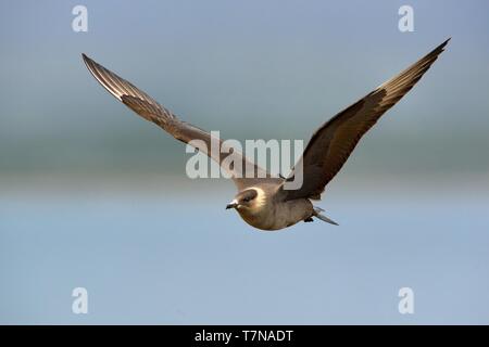 Jaeger parassita (Stercorarius parasiticus) catturati in volo. Grande Uccello marrone volare sopra il prato in Norvegia nei pressi di seacost con sfondo arancione. T Foto Stock