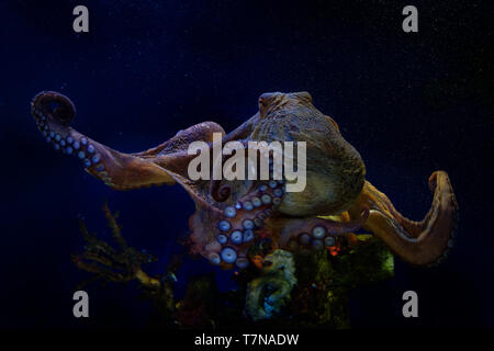 Polpo - Octopus vulgaris in mare sotto l'acqua. Foto Stock