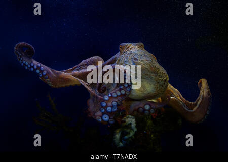 Polpo - Octopus vulgaris in mare sotto l'acqua. Foto Stock