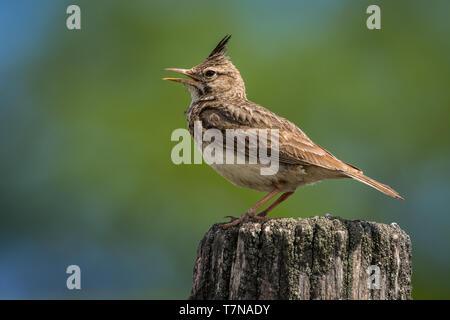 Galerida cristata - Crested Lark seduto per terra e in cerca di cibo e di insetti Foto Stock