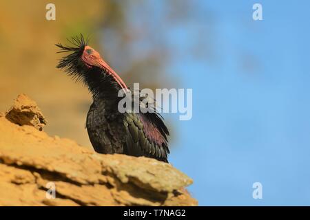 Calvo Ibis - Waldrapp (Geronticus eremita) seduti sulla roccia in Spagna. Sullo sfondo è giallo in roccia e cielo blu. Black Bird con rosa skinny hea Foto Stock