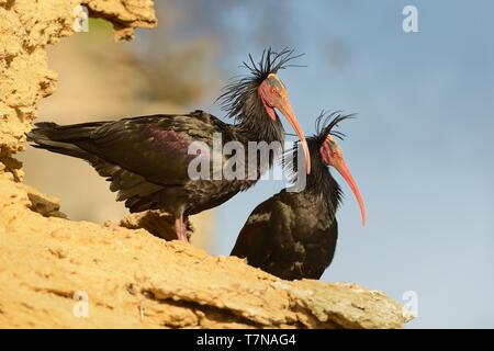 Calvo Ibis - Waldrapp (Geronticus eremita) seduti sulla roccia in Spagna. Sullo sfondo è giallo in roccia e cielo blu. Black Bird con rosa skinny hea Foto Stock