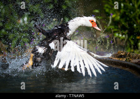 Anatra muta, anatra di Barberia (Cairina moschata domestica). Adulto battenti fuori di una piscina. Portogallo Foto Stock