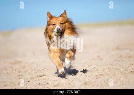 Mixed-razza cane (Border Collie x Scotch Collie) correndo verso viewer su una spiaggia con la palla nel suo muso. Paesi Bassi Foto Stock